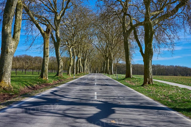Long road leads through a plane tree alley of trees that cast shadows under a clear sky, Triesdorf, Weidenbach, Franconian Lake District, Ansbach District, Middle Franconia, Bavaria, Germany