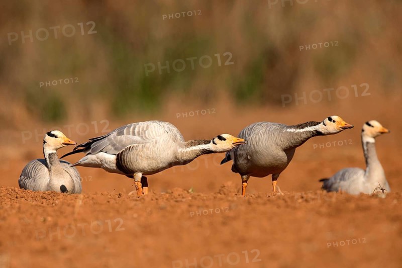 Bar-headed Goose (Anser indicus), Yunnan, China