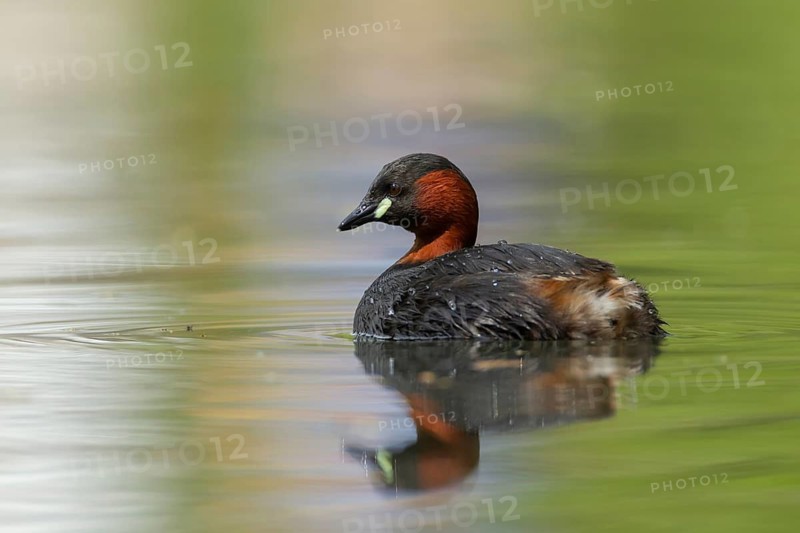 Little grebe or Dabchick (Tachybaptus ruficollis) adult bird on a lake, England, United Kingdom