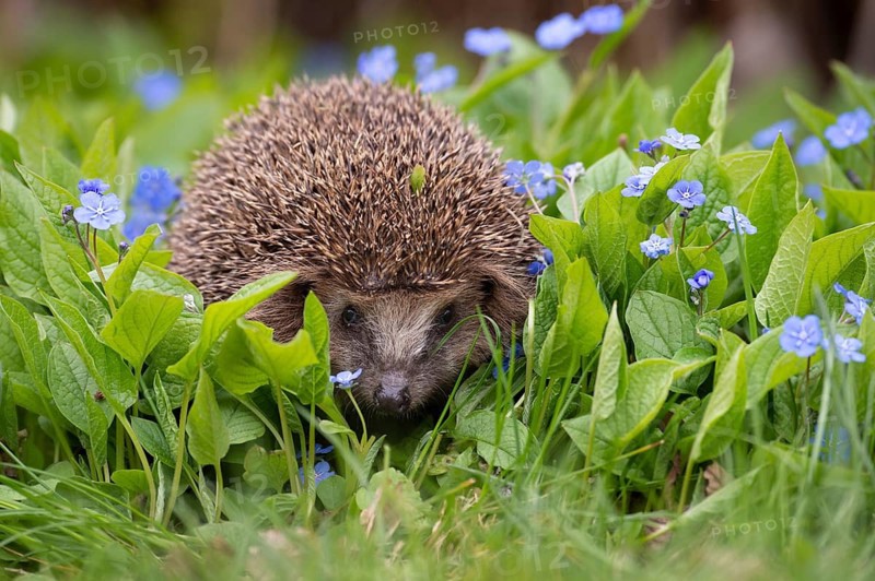 Cute hedgehog, brown-breasted hedgehog (Erinaceus europaeus) in the garden, Vechta, Lower Saxony, Germany