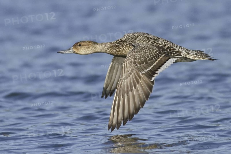 Northern Pintail (Anas acuta) female flying, British Columbia, Canada