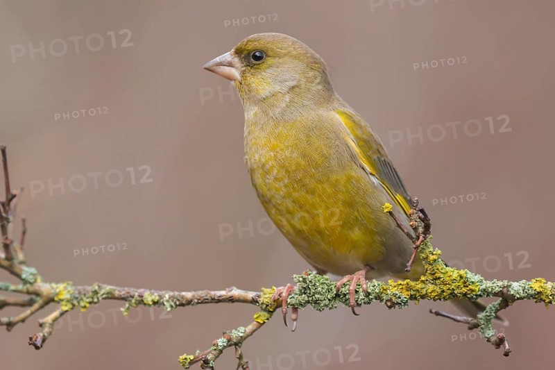 European Greenfinch (Chloris chloris) male perched on a branch, Lower Saxony, Germany