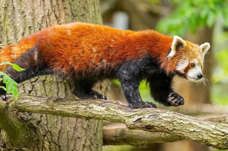 Red panda (Ailurus fulgens) on a branch in a tree, captive, Germany