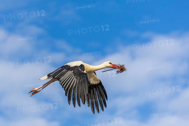 White stork (Ciconia ciconia), flying with nesting material in its beak, Affenberg, Salem, Lake Constance region, Baden-Württemberg, Germany