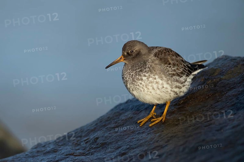 Purple sandpiper (Calidris maritima) adult wading bird in winter plumage on coastal rocks, Suffolk, England, United Kingdom