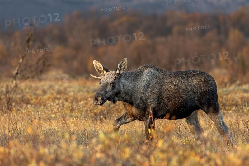 A young moose bull (Alces alces) follows a moose cow with calf, moose rut, rutting season, autumn, Ruska, September, Norway