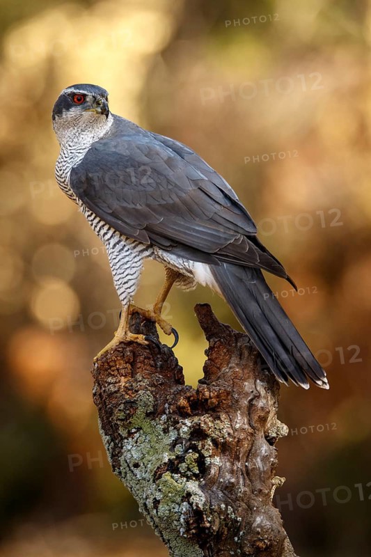Northern Goshawk (Accipiter gentilis), adult male, Castile and Leon, Spain
