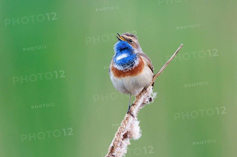 Bluethroat (Luscinia svecica cyanecula) male singing from cattail, Netherlands