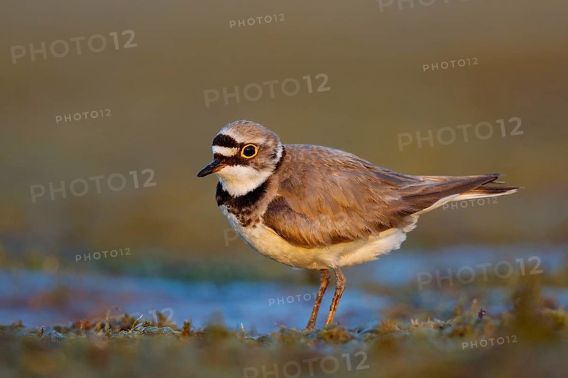 Little Ringed Plover (Charadrius dubius) male, North Rhine-Westphalia, Germany