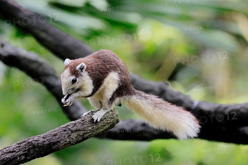Finlayson's squirrel (Callosciurus finlaysonii), adult, on tree, foraging, Singapore, Southeast Asia