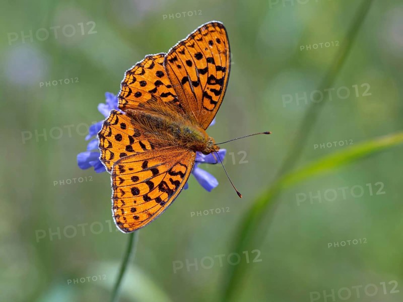 High brown fritillary (Argynnis adippe), High brown fritillary, butterfly, insect, Black Forest, Feldberg region, Baden-Württemberg, Germany