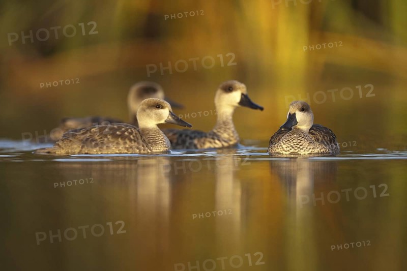 Marbled Duck (Marmaronetta angustirostris), Castile-La Mancha, Spain