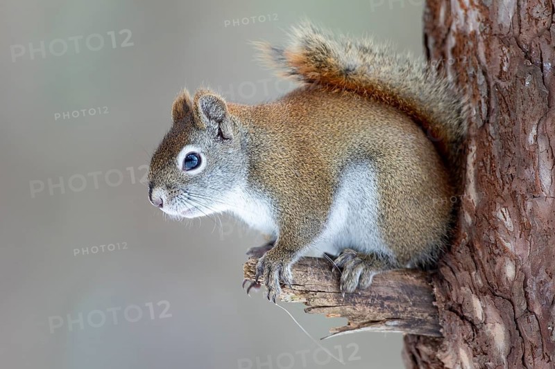 Red squirrel (Tamiasciurus hudsonicus) perched on a branch and watching, region of La Mauricie, province of Quebec, Canada