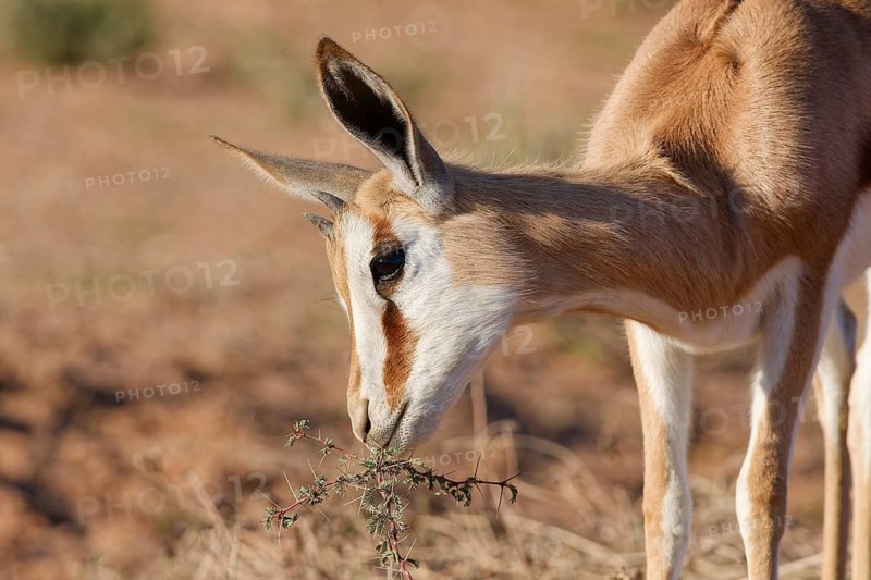 Springbok (Antidorcas marsupialis), young animal, feeding on acacia leaves, head close-up, golden morning light, Kgalagadi Transfrontier Park, Northern Cape, South Africa