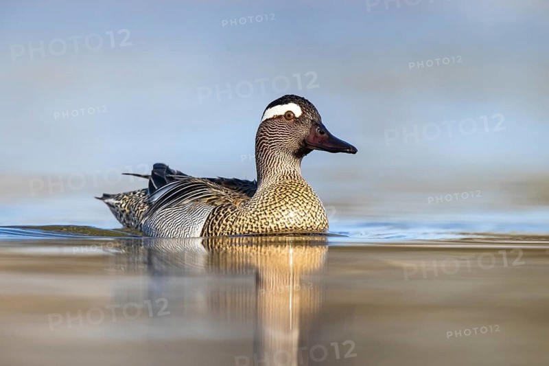 Garganey (Spatula querquedula) male, North Rhine-Westphalia, Germany