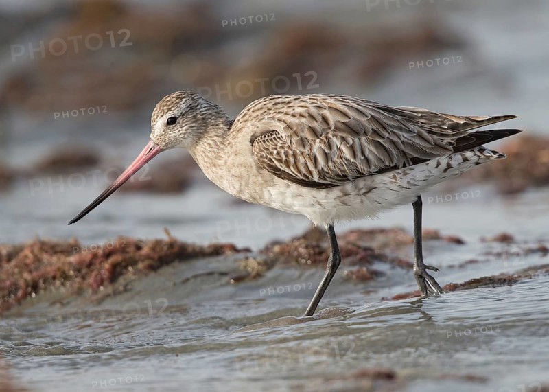 Bar-tailed Godwit (Limosa lapponica) foraging, Gambia