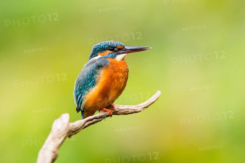 Common kingfisher (Alcedo atthis) sitting on an old wooden branch in late summer, wildife, Bavaria, Germany