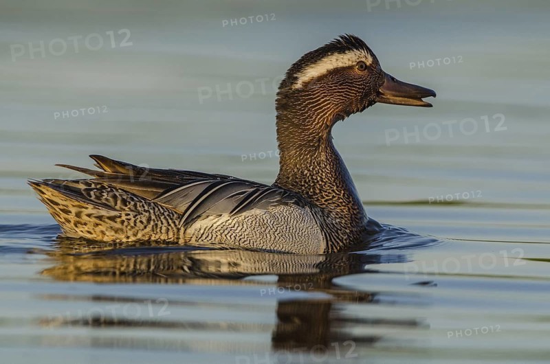 Garganey (Spatula querquedula) male, Schleswig-Holstein, Germany