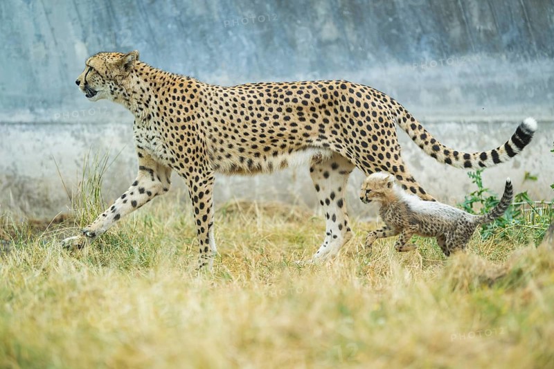 Cheetah (Acinonyx jubatus) mother with her youngster, captive, occurrence Africa