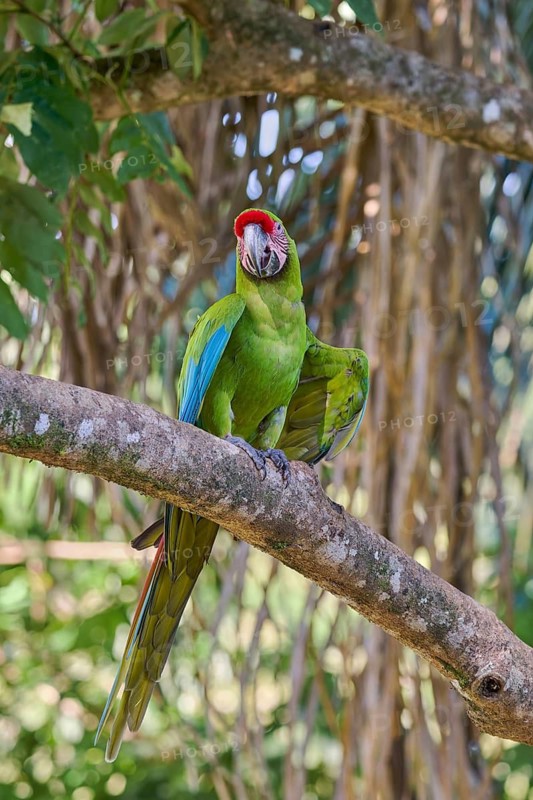 Great green macaw (Ara ambiguus) Costa Rica