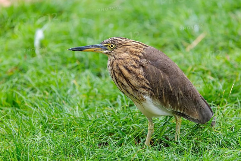 A female black-crowned night heron (Nycticorax nycticorax) or black-capped night heron stands in a green meadow. Bavaria, Germany