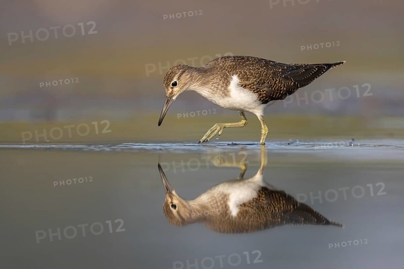 Common Sandpiper (Actitis hypoleucos), North Rhine-Westphalia, Germany