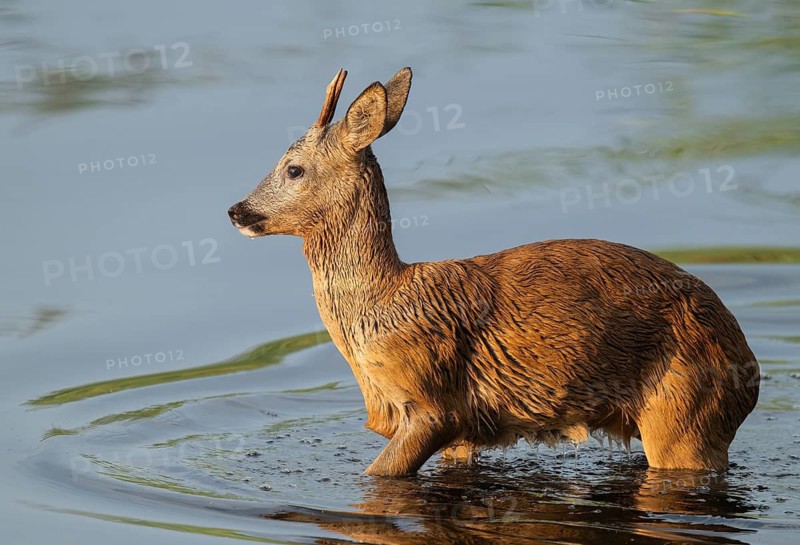 Roe deer (Capreolus capreolus), young roebuck standing in the shallow water zone of a lake, wildlife, Lower Saxony, Germany