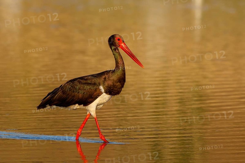Black Stork (Ciconia nigra) foraging, Lesvos, Greece