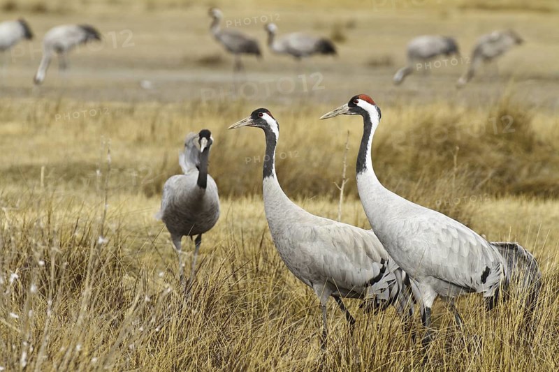 Common Crane (Grus grus), Laguna de Gallocanta, Spain