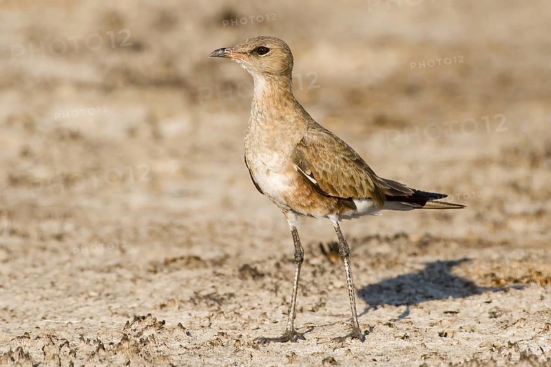 Australian Pratincole (Stiltia isabella), Western Australia, Australia