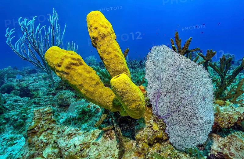 Underwater photo left Yellow gorgonian sponge (Aplysina fistularis) right Venus sea fan (Gorgonia flabellum) Fan coral Horn coral, Caribbean, Maria La Gorda, Cuba