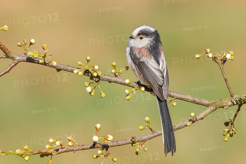Long-tailed Tit (Aegithalos caudatus), sitting on a thin branch, spring, nature photography, wildlife, animals, birds, tits, Siegerland, North Rhine-Westphalia, Germany