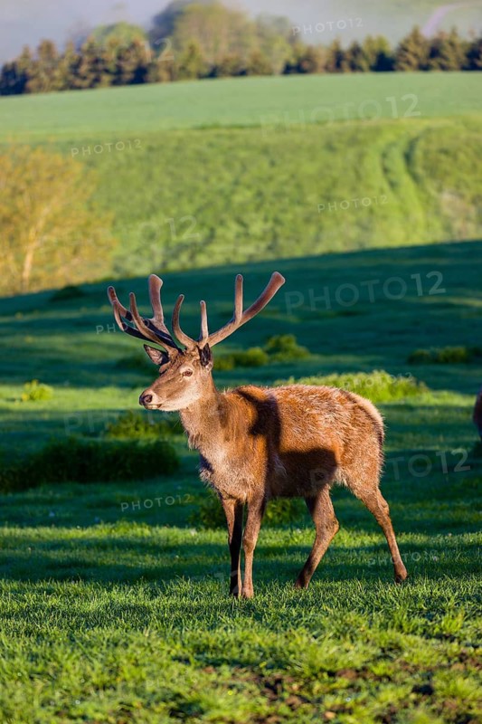 One male Altai maral, Altai wapiti or Altai elk (Cervus canadensis sibiricus) stands on a meadow in the first light of the day