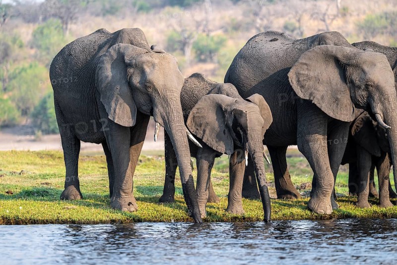 Herd of animals with young, African elephant (Loxodonta africana) drinking at the Chobe River, Ihaha, Chobe National Park, Botswana, Africa