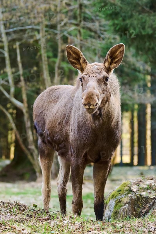 Elk (Alces alces) standing on a meadow on the edge of a forest, Bavaria, Germany