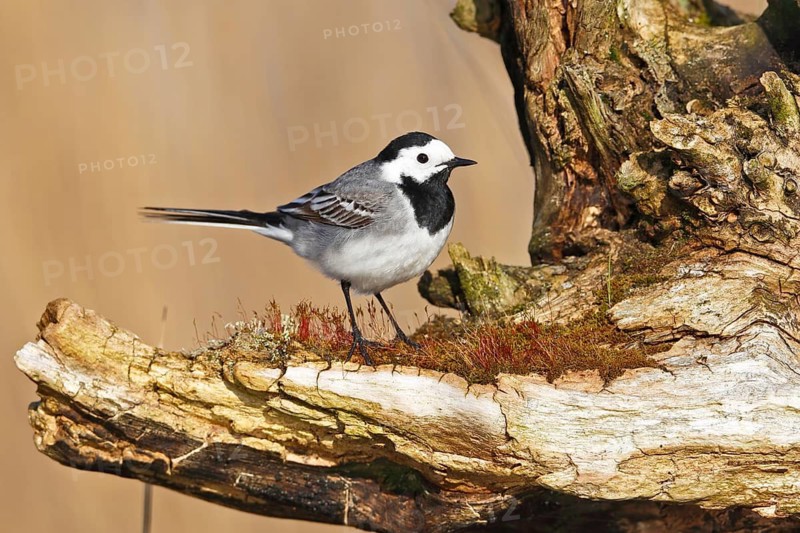 White Wagtail (Motacilla alba), Mecklenburg-Western Pomerania, Germany