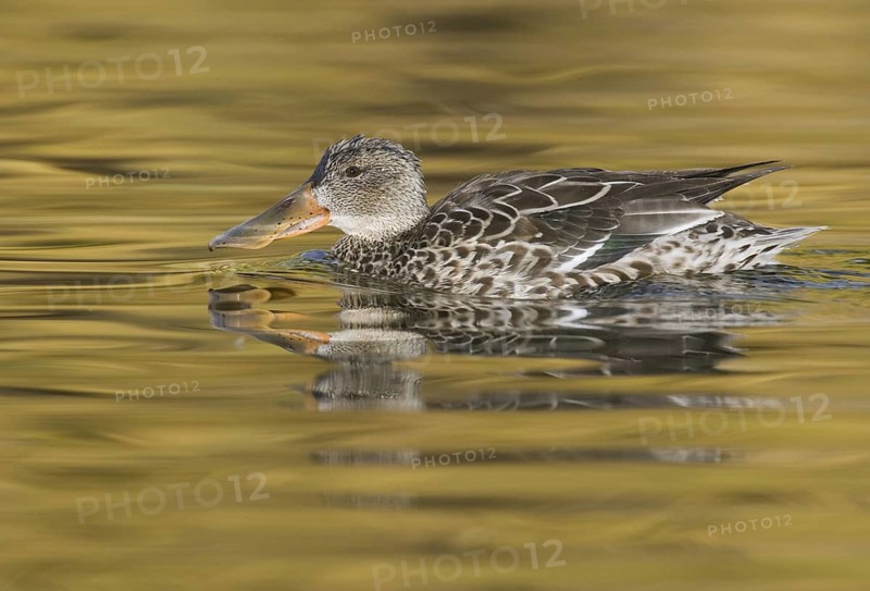 Northern Shoveler (Spatula clypeata) female, Arizona, USA