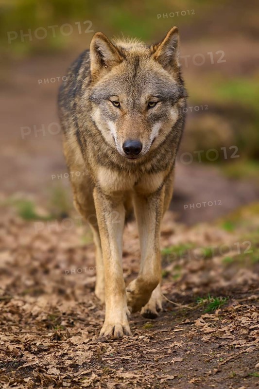 A pacing wolf in the forest moving on foliage-covered ground, Wolf (Canis lupus), Germany