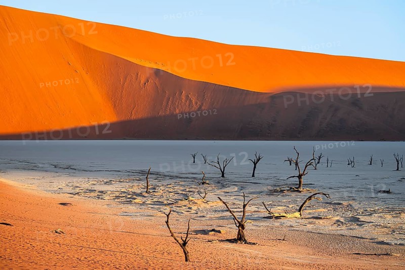 Dead camel thorn trees (Vachellia erioloba), red sand dunes, white salt pan, Dead Vlei, Sossusvlei, Namib Desert, Namib-Naukluft Park, Namibia