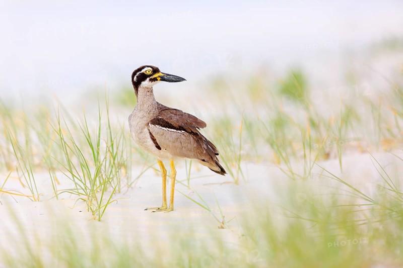 Beach Stone-curlew (Esacus magnirostris), Queensland, Australia