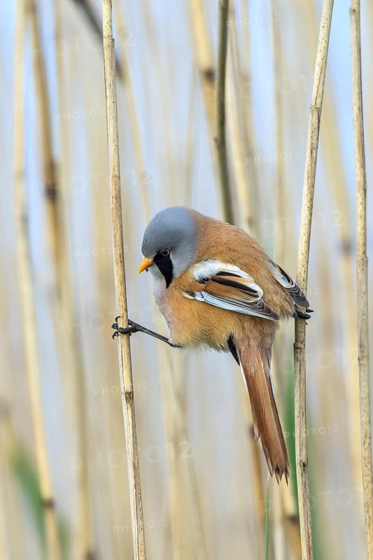 Bearded Reedling (Panurus biarmicus) male perched between reeds, Mecklenburg-Western, Pomerania, Germany