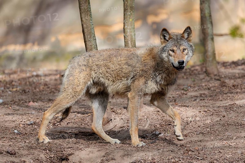 A Eurasian gray wolf (Canis lupus lupus) runs across a dry forest floor. Transylvania, Romania