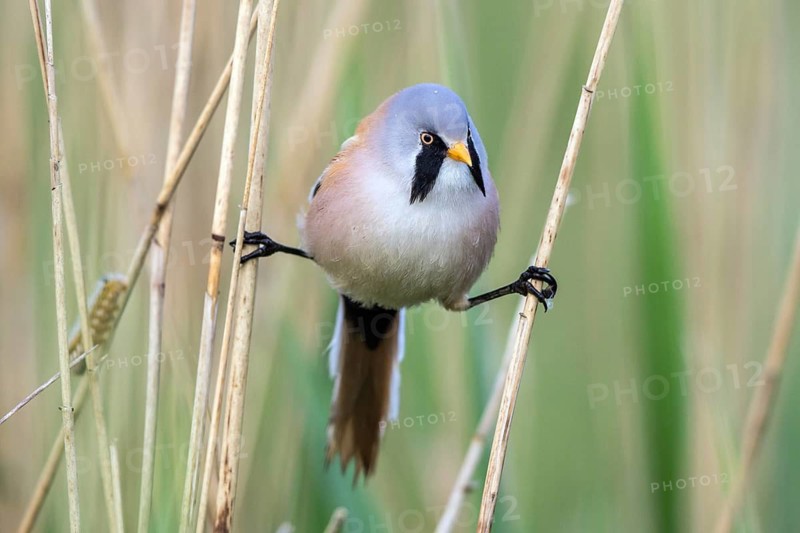 Bearded Reedling (Panurus biarmicus) male perched between reeds, Mecklenburg-Western, Pomerania, Germany