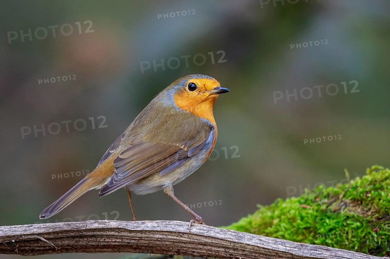 European Robin (Erithacus rubecula) perched on a mossy branch, North Rhine-Westphalia, Germany