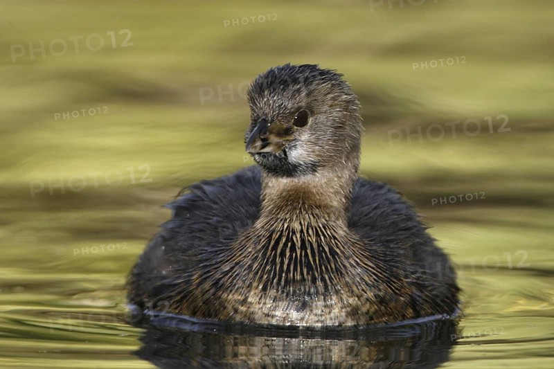 Pied-billed Grebe (Podilymbus podiceps), Arizona, USA