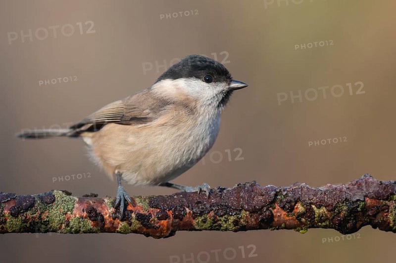 Willow Tit (Poecile montanus) perched on a branch, Lower Saxony, Germany
