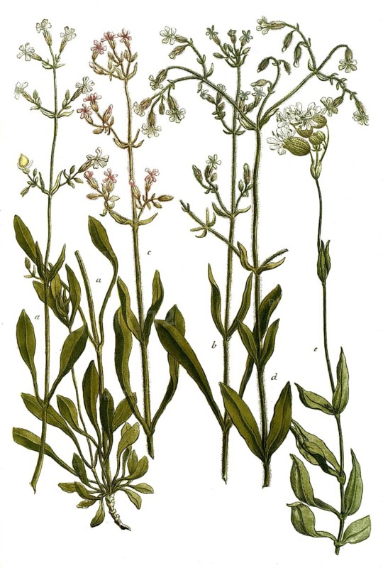 Botany, plants, a. lychnis viscusa montana, tall stone crushing, b. lychnis viscosa flore albo, c. lychnis viscosa flore carneo, d. lychnis sylvestris alba, e. lychnis sylvestris album vulgo