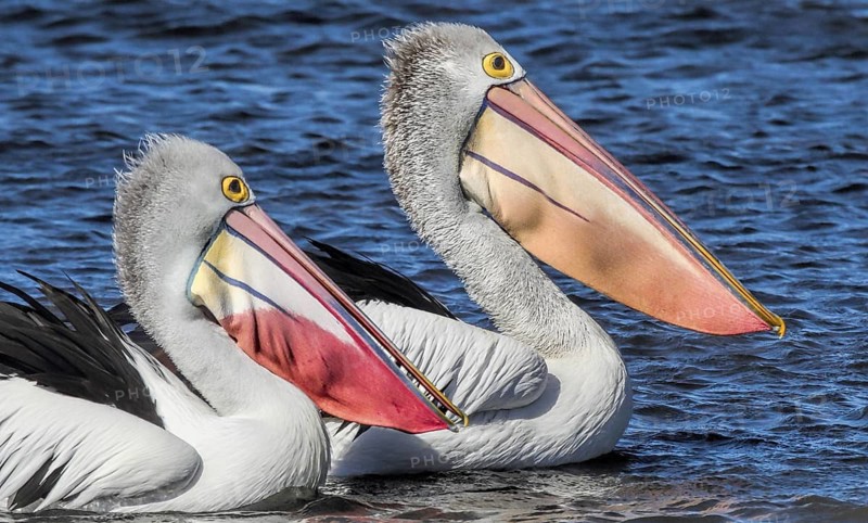 Australian Pelican (Pelecanus conspicillatus) pair, Queensland, Australia
