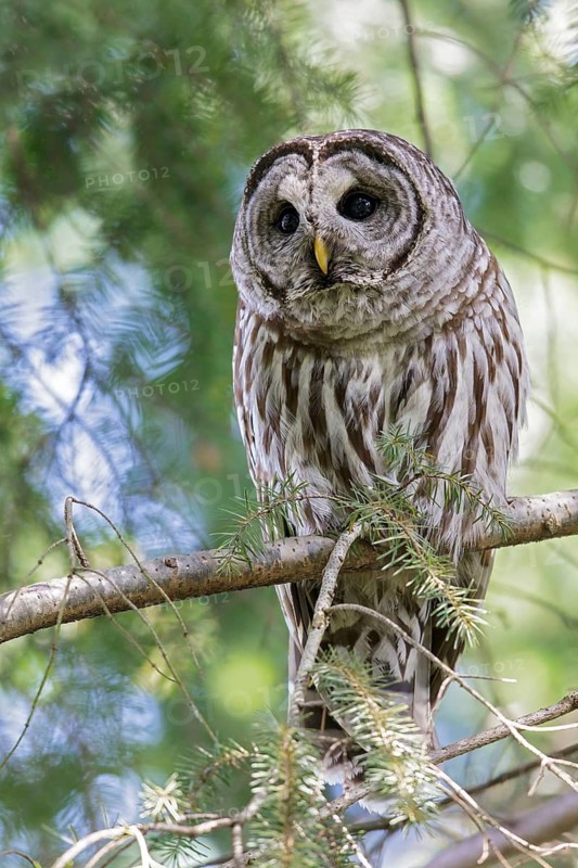 Barred Owl (Strix varia) perched on a branch in Victoria, BC, Canada
