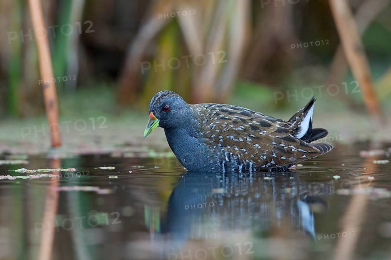 Australian Crake (Porzana fluminea) foraging, Victoria, Australia